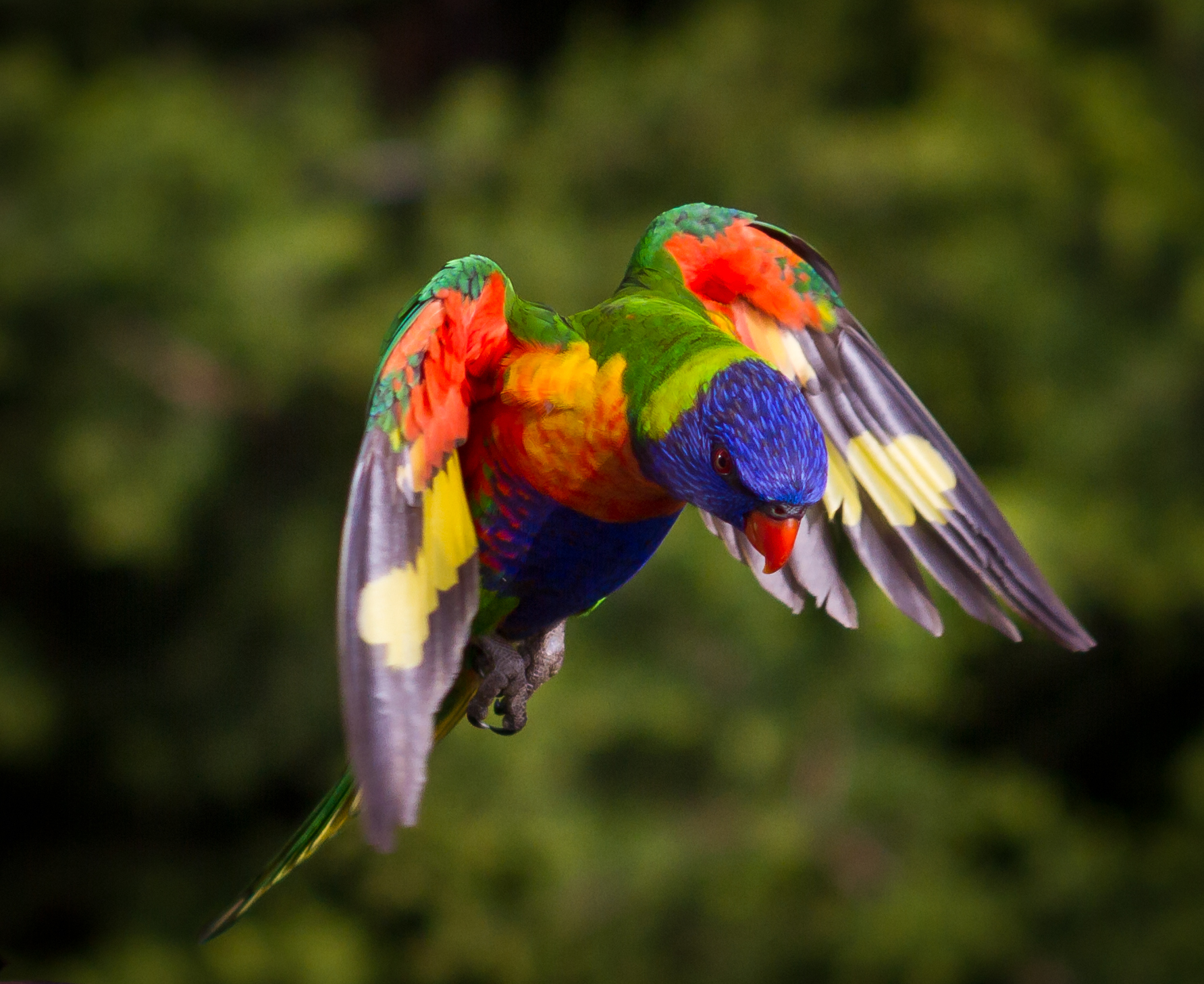 THE lorikeet