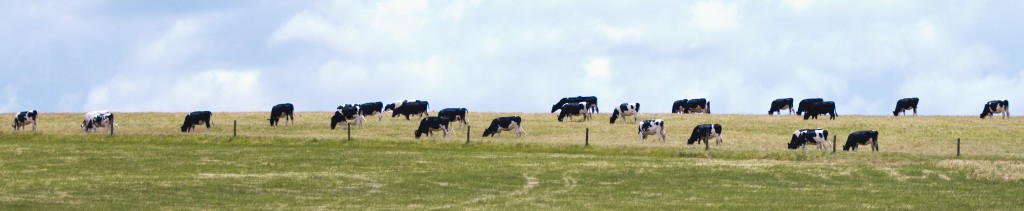 Warrnambool cattle